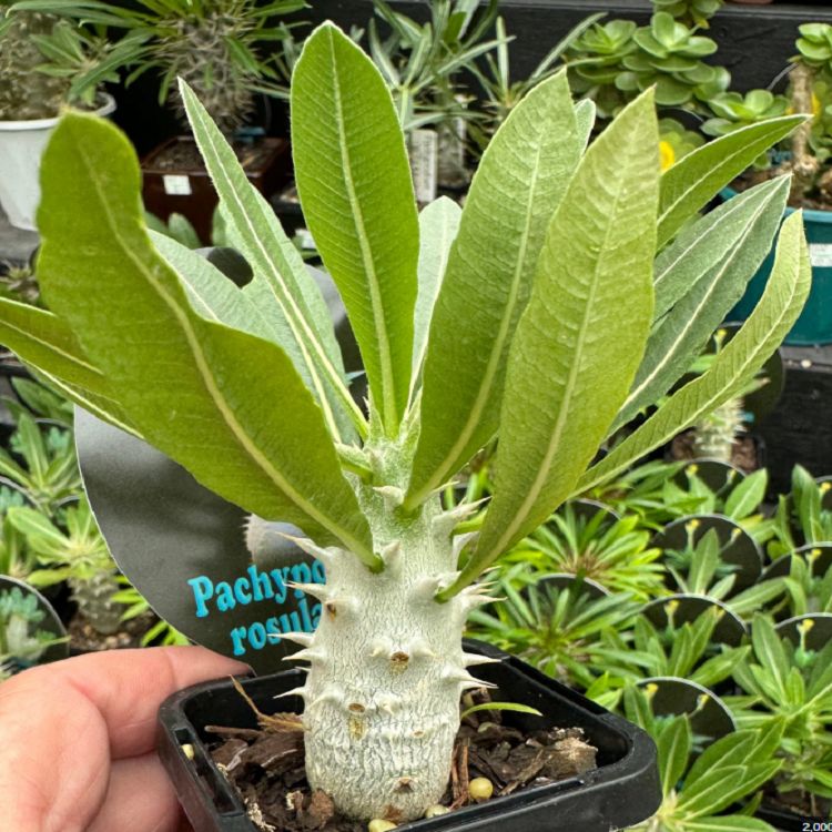 Pachypodium Rosulatum suppliers