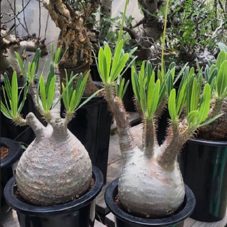 Pachypodium Rosulatum best