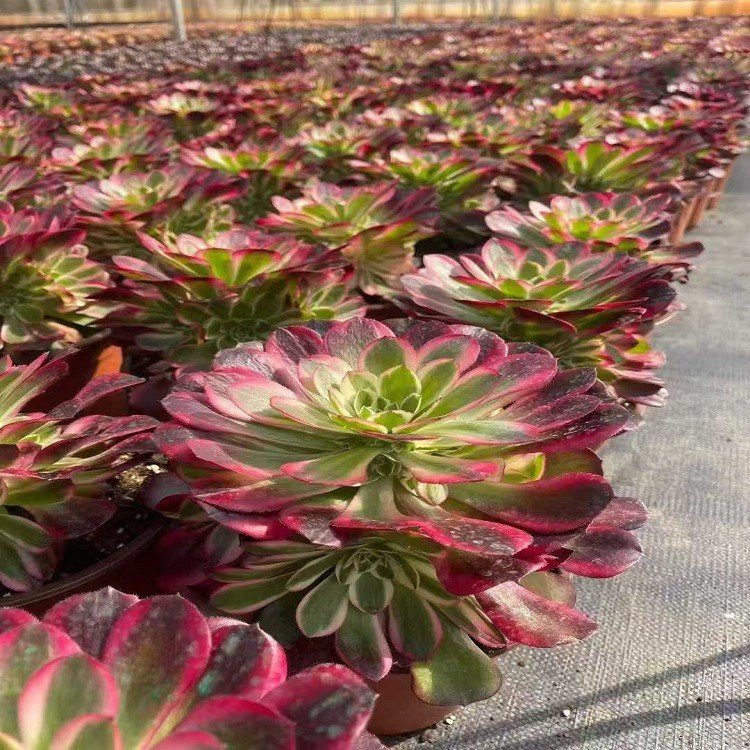 Aeonium Begonia best