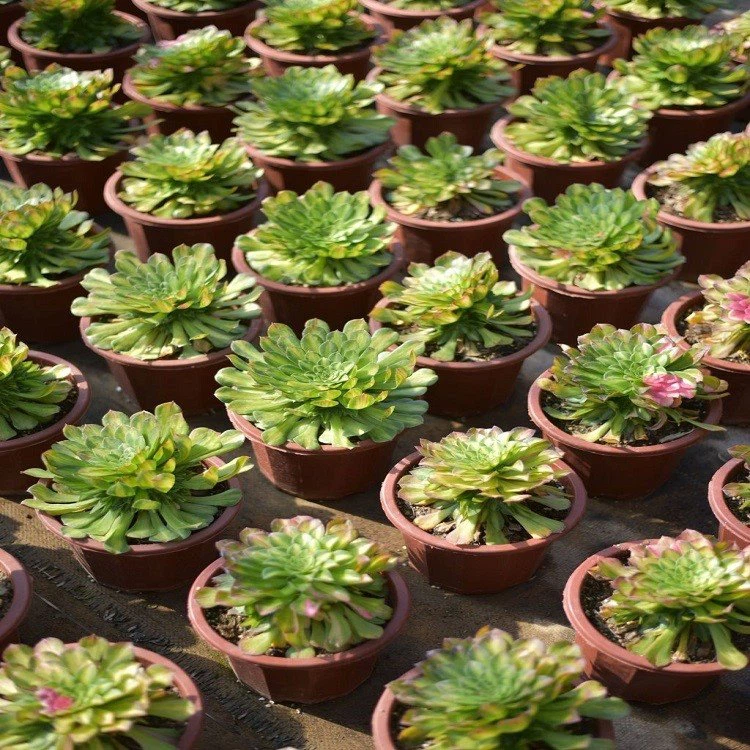 Aeonium Do You Know Single Cut factory