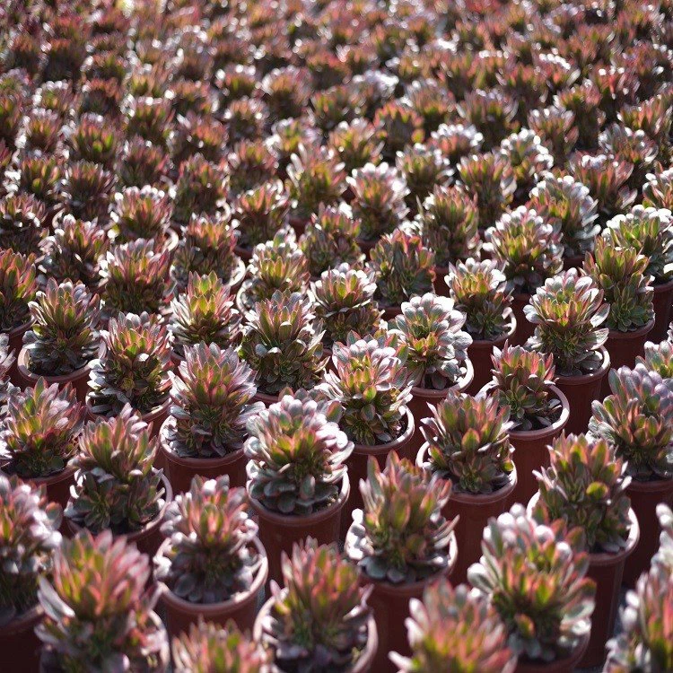Aeonium Voodoo Variegated suppliers