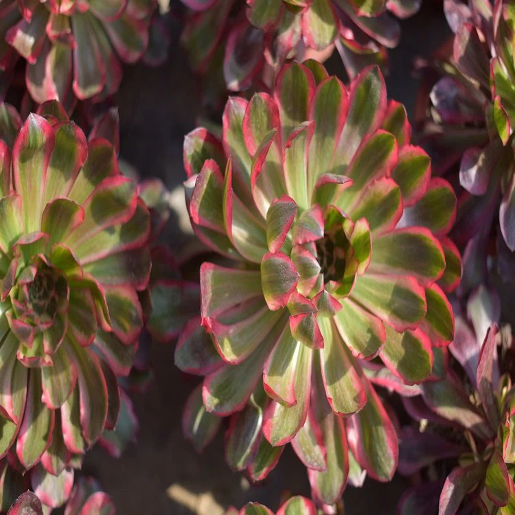 Aeonium Voodoo Variegated