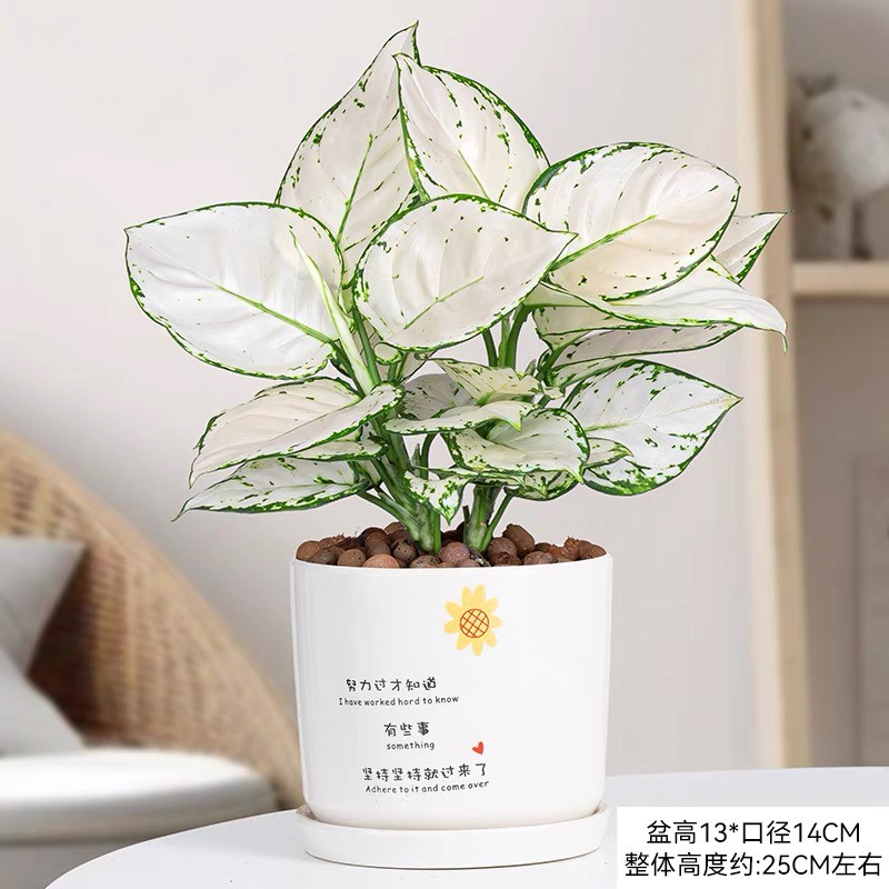 Aglaonema Super White Plant