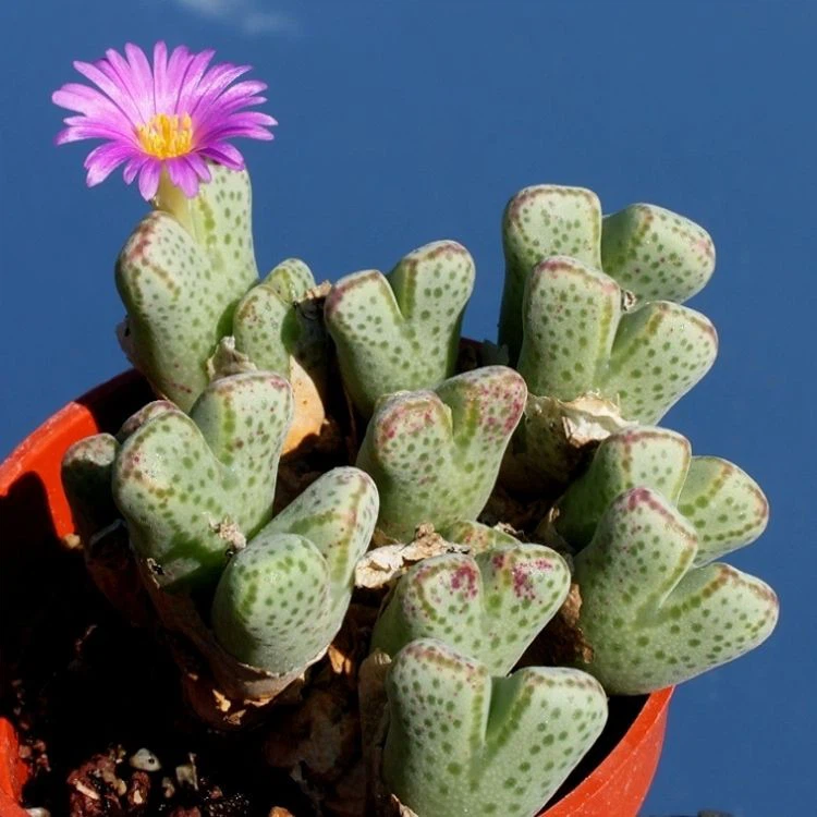 Conophytum Marginatum factory