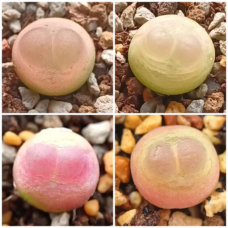 Conophytum Ratum best