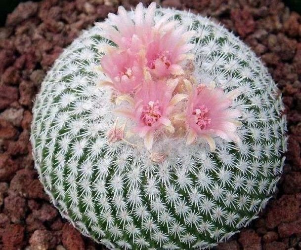 Conophytum Ratum high quality