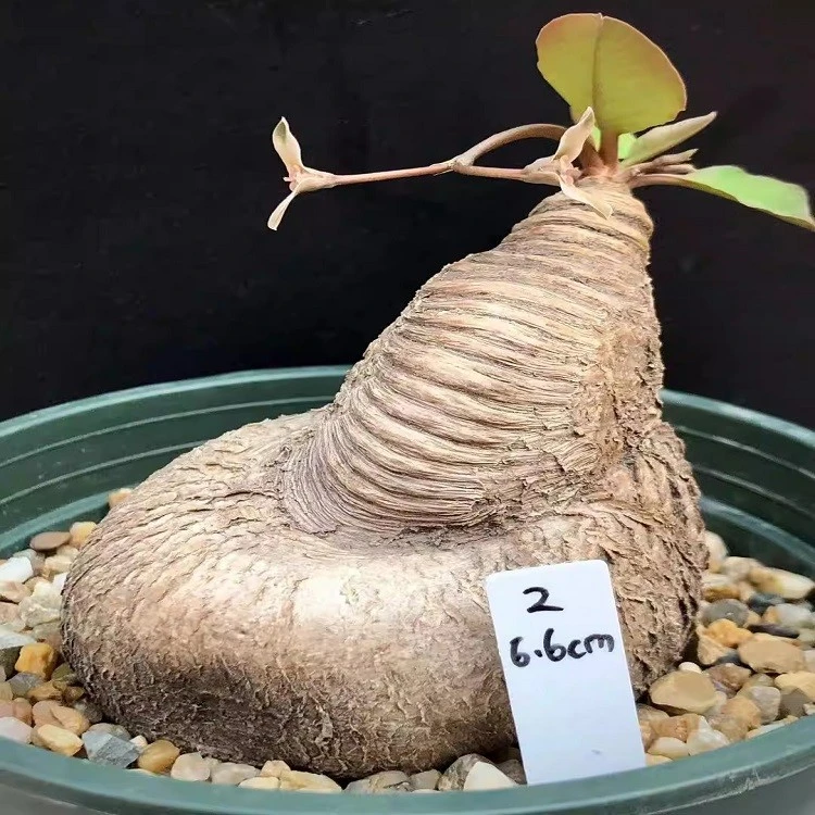 Euphorbia Moratii factory