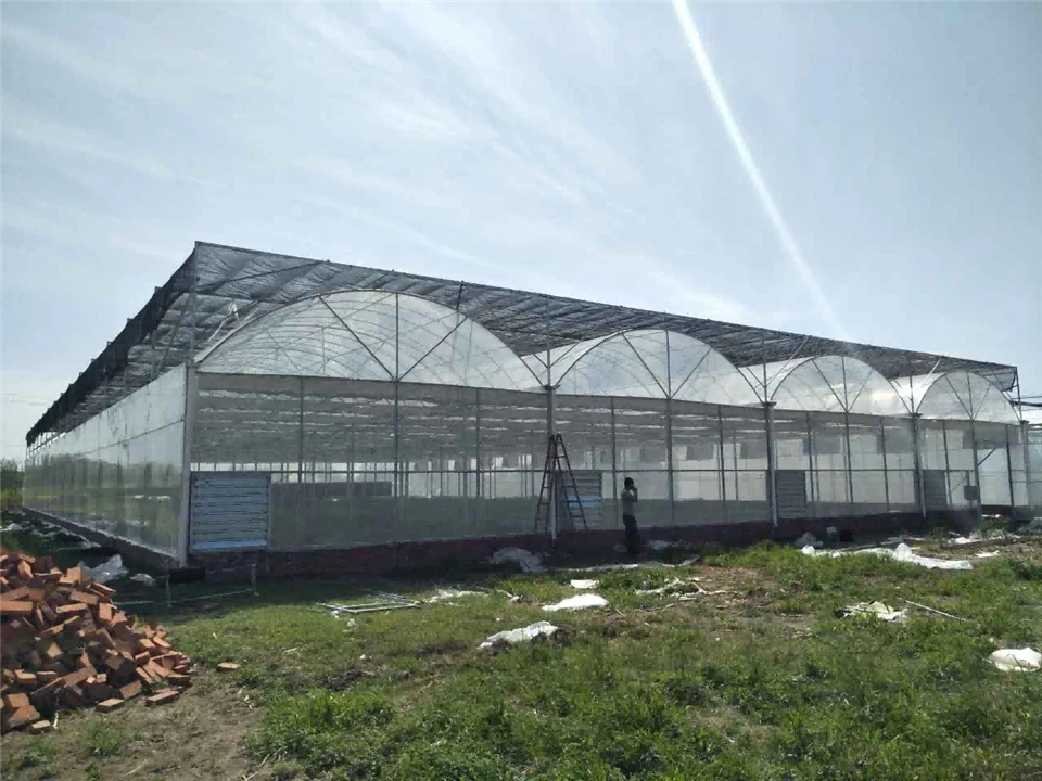 Multi - Span Filem Greenhouse