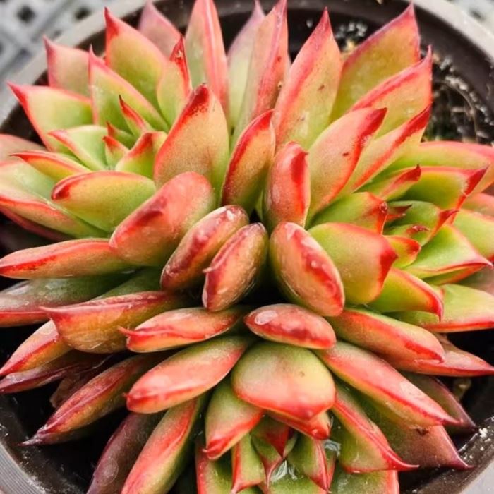 Echeveria Giselle Clustering