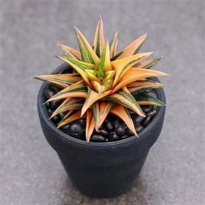 Pagoda Crassula Ivory