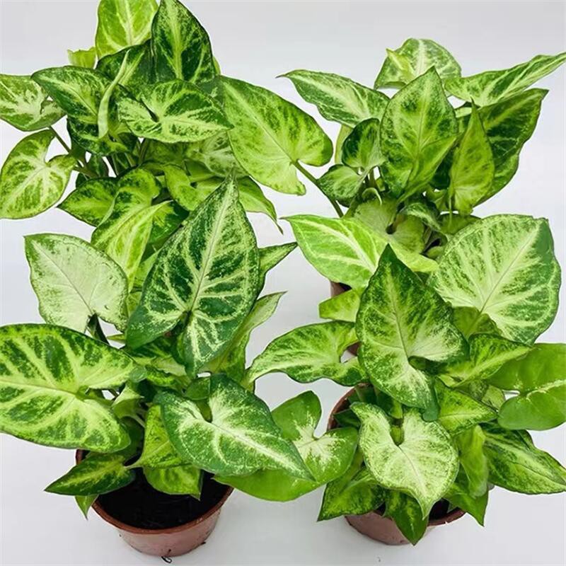 Syngonium Podophyllum Neon Robusta